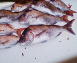 5。30釣果