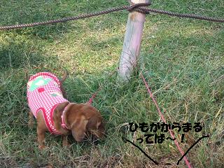 �Ҥä����äƤ����ʾС�