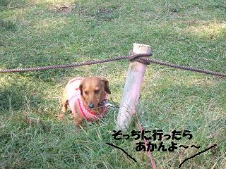 �ޤ�����ޤ�衦����