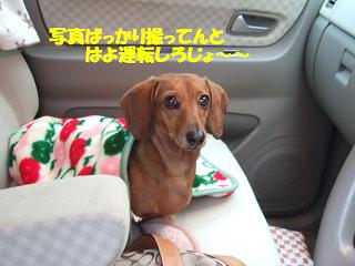 ���ʤ����Ƥ롦�����ʾС�