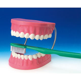 dental-model