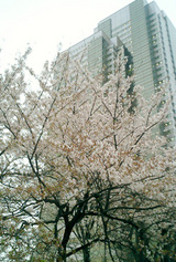 dc809927.jpg