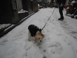 yuki4