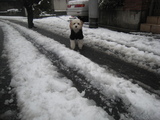 yuki2