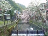sakura6