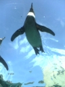 �ޥ���γع������ͼ�����
