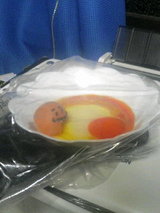 TAMAGO15