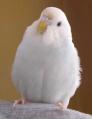 Ļ