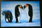 ペンギンのカップル
