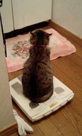 ʪ�ۤ��ˤդ���