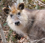 kamosika