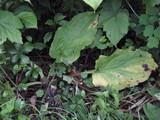 080607�ҥ᥶���������