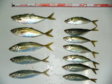 22f47a12.jpg