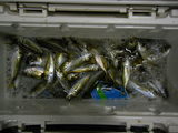 2668233e.jpg