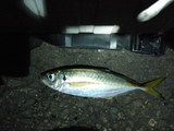 98e850e5.jpg