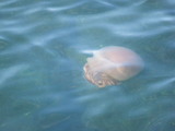 b6e33382.jpg
