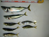 bfb6a629.jpg