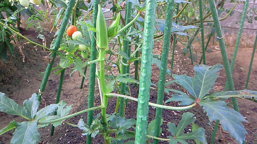 200909060752001