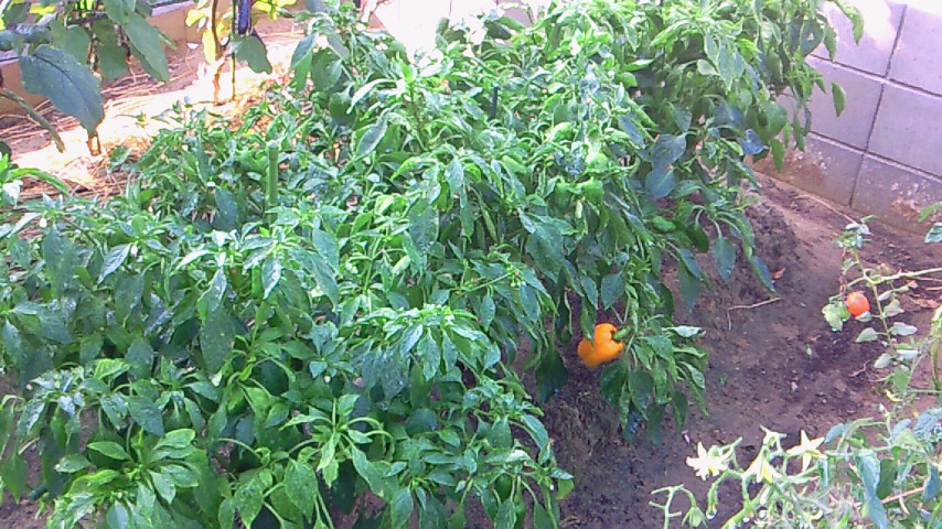 200909060751000