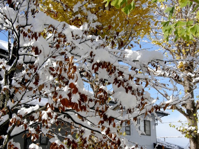 初雪　５