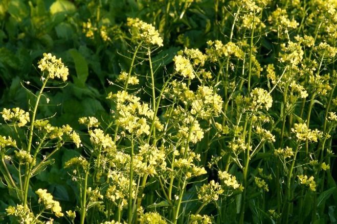 菜の花