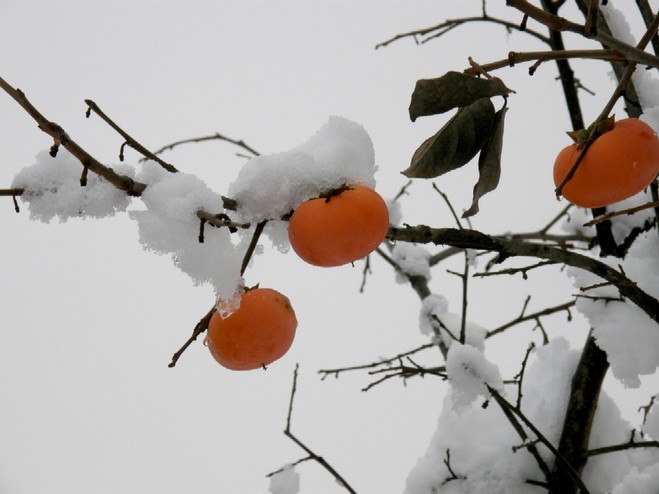 初雪　７