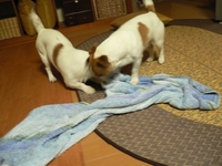 blog 007