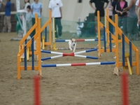 DSC00304-1