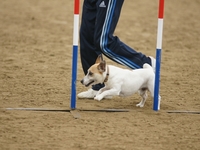 DSC00386-1