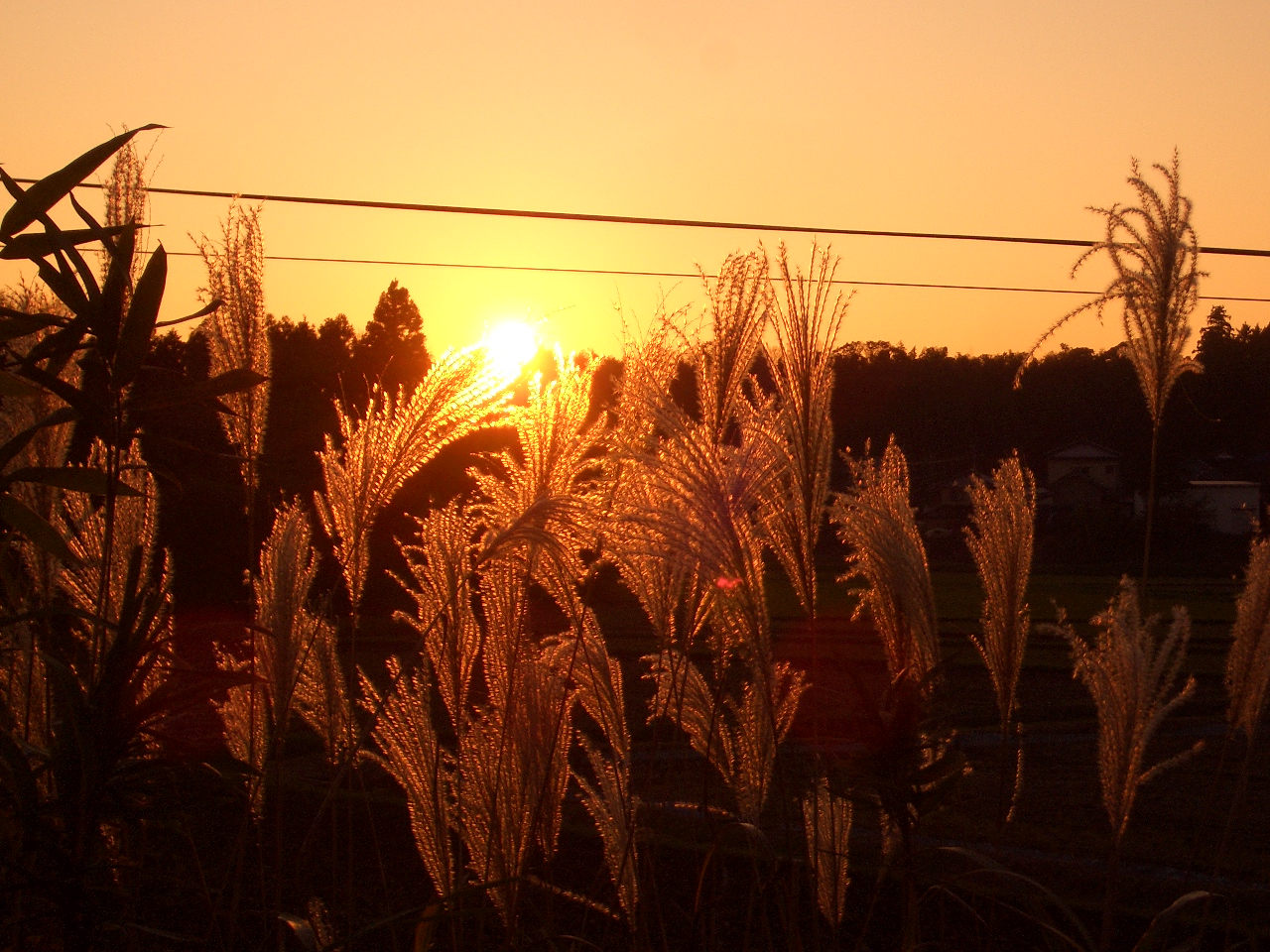夕日に染まり