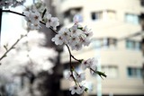 さくら