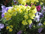 ���줤�ʲ�