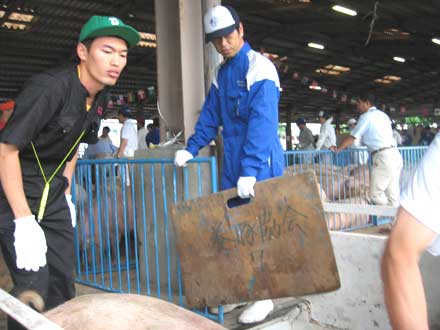 神奈川県肉豚共進会:トラックから降ろす