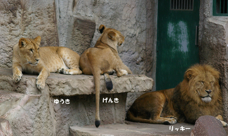 北の暮らし ～札幌・宮の森から～ : <b>ライオン</b>の成長日記 529