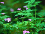flower sample