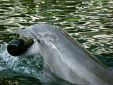 hawaii kahala 2008 dolphin