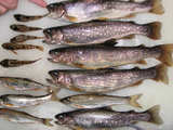49e89948.JPG