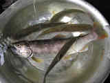 takaponyamo