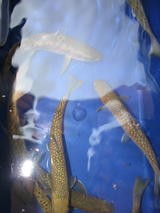 e7d277e9.JPG