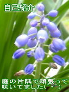 自己紹介