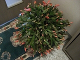 CIMG0053