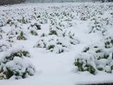 雪積る畑