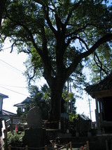4a951385.JPG