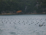 6cc37393.JPG