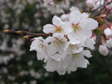 847ab130.JPG