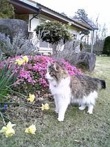 お花のつづき2
