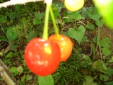 cherry