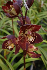 s-IMGP1231
