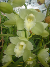 inocent