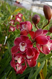 s-IMGP1229